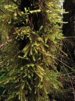 Spiridens reinwardtii, irregularly branched stems growing perpendicular to the trunk support, Rondon Ridge, 2000 m asl, Mount Hagen, Papua New Guinea