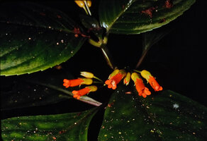 Besleria patrisii, Nouragues CNRS Field station, French Guyana