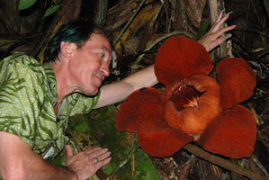 Patrick Blanc and Rafflesia tuan-mudae, Gunung Gading, Sarawak, Borneo, 19 Jul. 2010