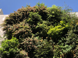 BHV Hommes in Paris, Vertical Garden by Patrick Blanc 14 years after creation with lush Fuchsia regia, July 2021