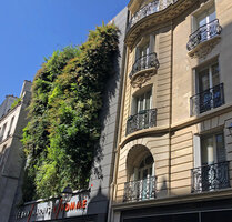 BHV Hommes Paris, the Vertical Garden by Patrick Blanc, 14 years after creation, July 2021