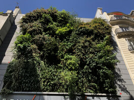 BHV Hommes Vertical Garden in Paris by Patrick Blanc, 14 years after its installation, July 2021