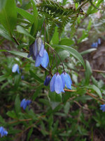 Billardiera (syn. Sollya) heterophylla as a weed, Freycinet NP, Tasmania