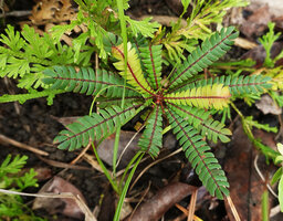 Biophytum dendroides, Mountain Pine Ridge Forest Reserve, Belize