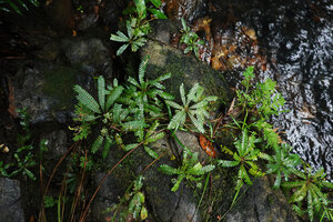 Biophytum dendroides, rheophytic on mossy rocks, Mountain Pine Ridge Forest Reserve, Belize