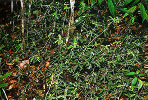 Biophytum forsythii, Mantadia, Madagascar