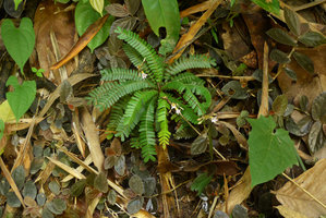 Biophytum sensitivum and Elatostema repens, brown form, on earth bank, Pak Chom, Loei, Thailand