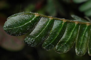 Biophytum soukupii, asymmetric base of the leaflets, Yasuni NP, Ecuador
