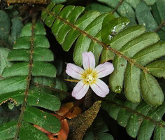 Biophytum soukupii, flower with light pink purple veined petals, Yasuni NP, Ecuador.
