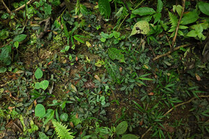 Biophytum soukupii, population prostrate on forest floor, totally cryptic among the decaying litter leaves and the bright green leaves of the other plants, Yasuni NP, Ecuador.