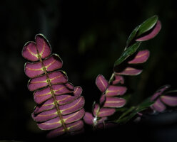 Biophytum soukupii, puple leaflets abaxial lower surface due to anthocyans, Yasuni NP, Ecuador