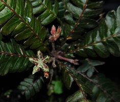 Biophytum soukupii, young developing inflorescences and open mature capsular fruit with shiny brown seeds, Yasuni NP, Ecuador.
