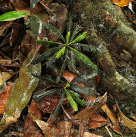 Biophytum zenkeri, brown leaved form in forest understory, Kribi, Cameroun