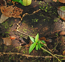 Blakea sp., epiphytic with tuberous roots, Osa, Costa Rica
