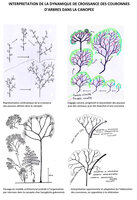 Blanc P. - 2012 -  Interprétation de la dynamique croissance des couronnes d'arbres dans la canopée
