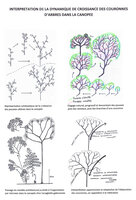 Blanc P. 2012, Interpretation of the growth habits of tree crowns in forest canopy, the adaptive downwardly progressive necrosis of weak shoots resulting in zigzagging bifurcations of the main branches