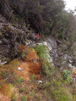 Blandfordia punicea on a mossy rock cliff, Queenstown, Tasmania