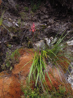 Blandfordia punicea, Queenstown, Tasmania