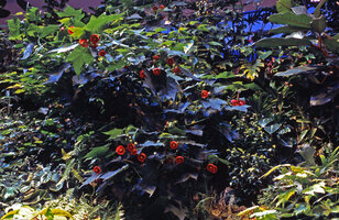 Blooming Abutilon on the vertical garden by Patrick Blanc at Les Passages de l&#039;Hotel de Ville, Boulogne Billancourt