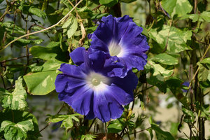 Blue and White Asagao (Ipomoea nil cv) at the Sunset-Sunrise Ark exhibition by Patrick Blanc and Hibino, 21st Century Museum, Kanazawa, Sept. 2012
