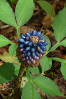 Blue berried Amorphophallus, Phu Rua NP, Loei, Thailand