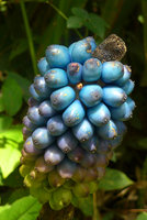 Blue berry Amorphophallus, Phu Rua NP, Loei, Thailand
