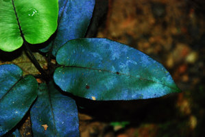 Blue iridescence in the fronds of Diplazium cordifolium, frond detail, Ulu Temburong, Brunei, Borneo