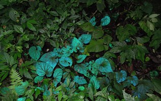 Blue iridescence in the leaves of a Begonia pavonina population, Cameron Highlands, Malaysia