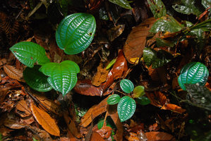 Blue iridescence in the leaves of Phyllagathis rotundifolia, population, Selangor, Malaysia