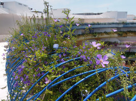 Boas d&#039;Ibiza, Blue Boa with Alyogyne, Plumbago, Solanum in full bloom