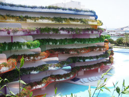 Boas d&#039;Ibiza, flowering and cascading