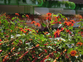 Boas d&#039;Ibiza, Orange Boa, dancing Senecio confusus