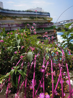 Boas d&#039;Ibiza, Pink Boa in full bloom