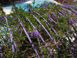 Boas d&#039;Ibiza, Purple Boa with Duranta repens &#039;Geisha Girl&#039;