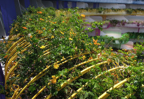 Boas d&#039;Ibiza, Yellow Boa with Euryops, Senna, Tecomaria in full bloom