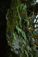 Boea hygroscopica population on mossy rocks in forest understory close to a waterfall, Cape Tribulation, Queensland, Australia