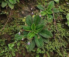 Dorcoceras (syn. Boea) philippense, flowering individual on vertical mossy limestone rock, Lemo, Tana Toraja, South Sulawesi