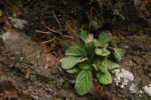 Dorcoceras (syn. Boea) philippense, mature twisted capsules, Lemo, Tana Toraja, South Sulawesi
