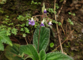 Dorcoceras (syn. Boea) philippense on vertical mossy limestone rock, inflorescence, Lemo, Tana Toraja, South Sulawesi