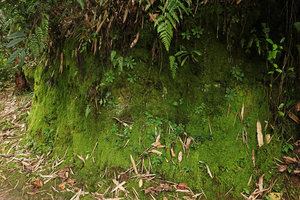 Dorcoceras (syn. Boea) philippense, population on vertical limestone rock covered in bright green, somewhat iridescent mosses, Lemo, Tana Toraja, South Sulawesi