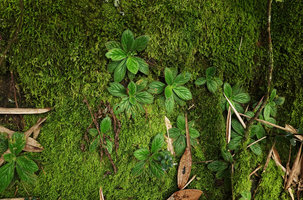 Dorcoceras (syn. Boea) philippense, population on vertical mossy limestone rock, Lemo, Tana Toraja, South Sulawesi