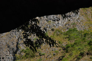 Boehmeria densiflora, backlit, Marble cliff, Taroko, Taiwan