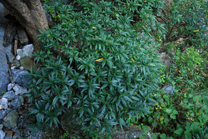 Boehmeria densiflora, crown, Taroko, Taiwan