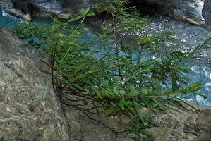 Boehmeria densiflora, basal sproutings, marble cliff, Taroko, Taiwan