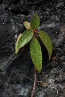Boehmeria densiflora, hydathods secretion, Taroko, Taiwan