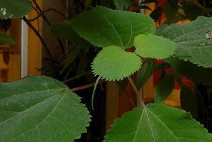 Boehmeria macrophylla, very long acumen in developping young leaves, Patrick Blanc Home