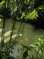 Boehmeria penduliflora, long hanging female spikes with congested achenes, Xishuangbanna, China