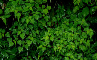 Boehmeria spicata &#039;Diamant d&#039;Hakone&#039;