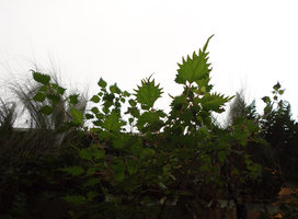 Boehmeria spicata on Vertical Garden, SPG Amandolier, Geneva
