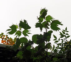 Boehmeria tricuspis on Vertical Garden, propagated by Olivier Ezavin, SPG Amandolier, Geneva